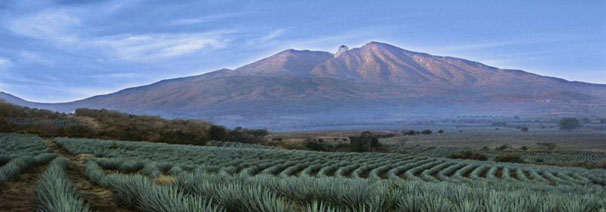 Producing Region