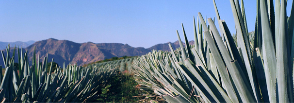 Homepage La Tequilera