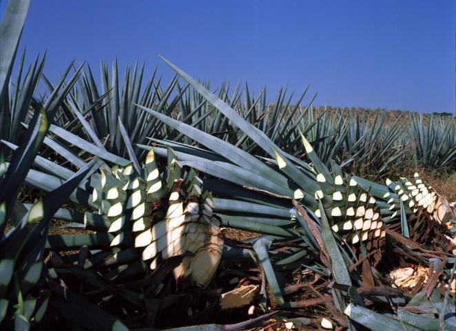 Herstellungsprozess - La Tequilera